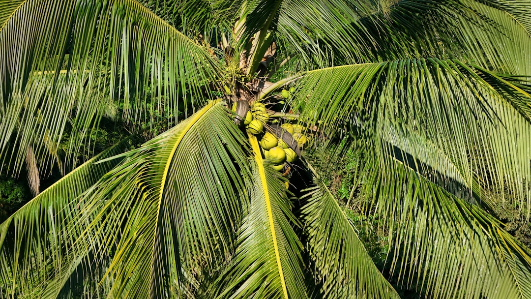 Photo pineapple plantation